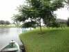 back-yard-4